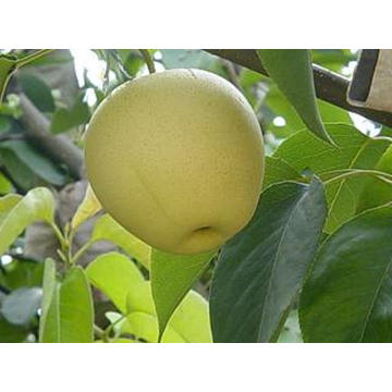 Good Quality Fresh Golden Pear